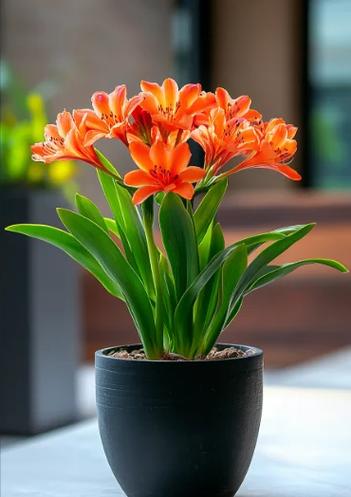 君子兰哪个品种好?看图选!-图3 君子兰哪个品种好?看图选!-图3