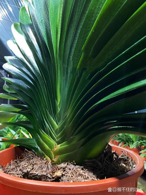 君子兰哪个品种好?看图选!-图2 君子兰哪个品种好?看图选!-图2