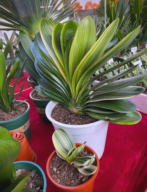 家庭养什么君子兰品种好?-图2 家庭养什么君子兰品种好?-图2