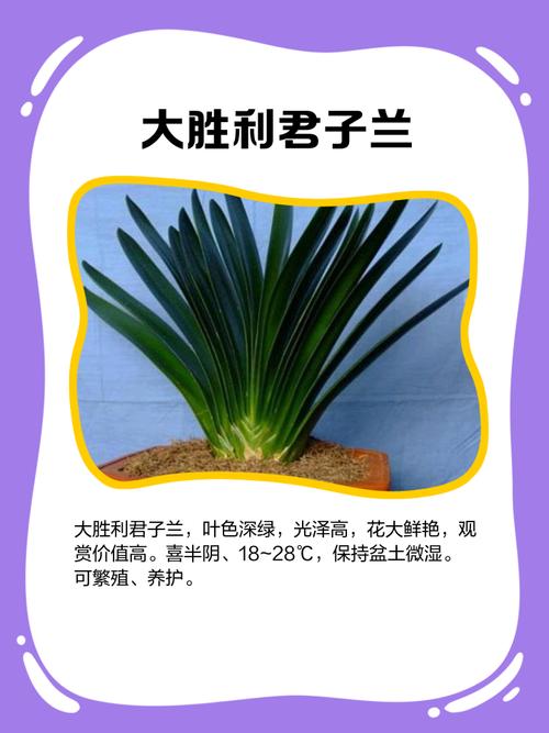 家庭养什么君子兰品种好?-图1 家庭养什么君子兰品种好?-图1