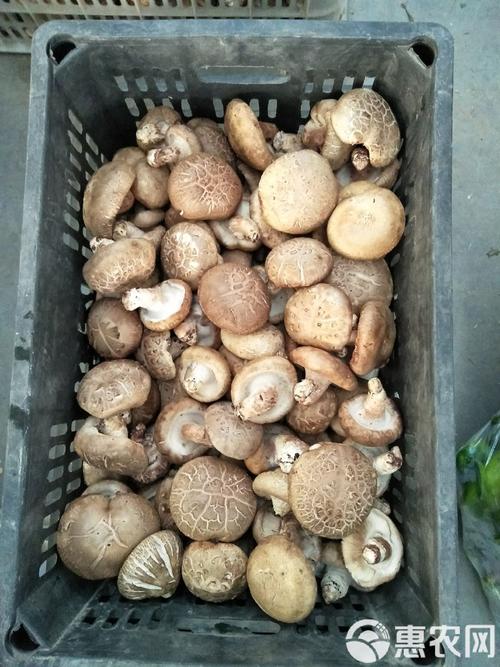 哪些是短菌龄香菇品种?-图2 哪些是短菌龄香菇品种?-图2