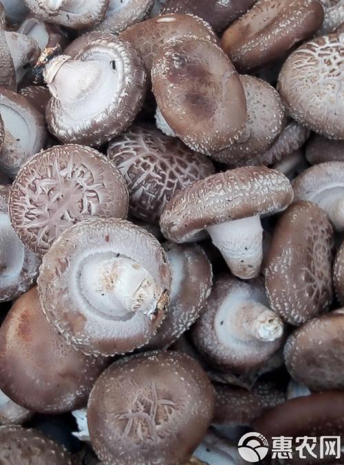 哪些是短菌龄香菇品种？-图3