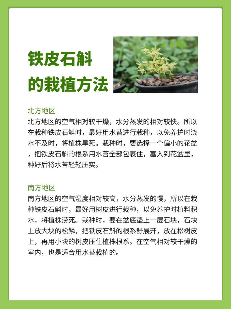 铁皮石斛种植技术有哪些关键点?-图1 铁皮石斛种植技术有哪些关键点?-图1
