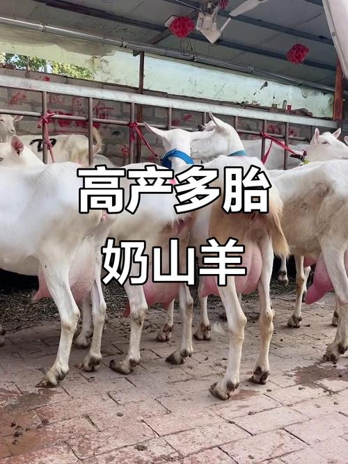 奶山羊哪个品种产奶量最高?-图2 奶山羊哪个品种产奶量最高?-图2