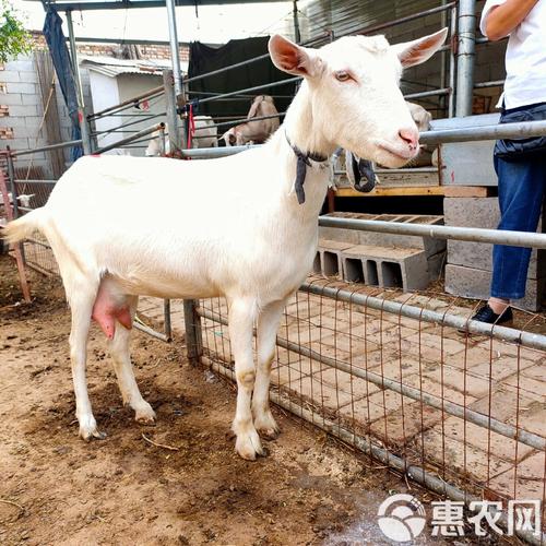 奶山羊哪个品种产奶量最高?-图1 奶山羊哪个品种产奶量最高?-图1