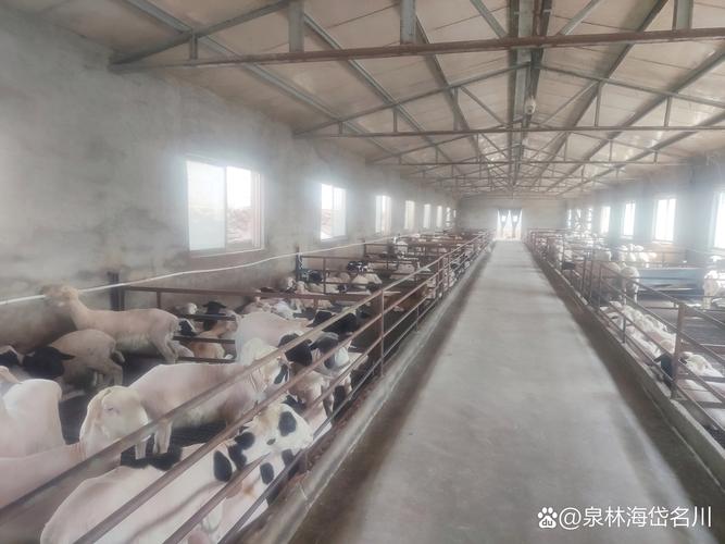 山羊养殖如何助农致富？-图3