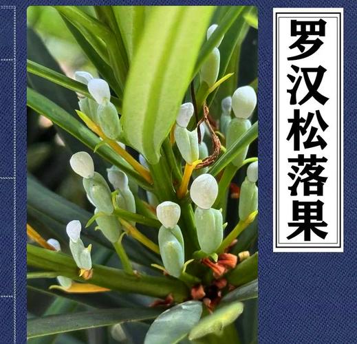 罗汉松结果品种有哪些?-图3 罗汉松结果品种有哪些?-图3