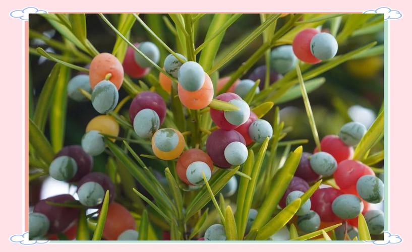 罗汉松结果品种有哪些?-图2 罗汉松结果品种有哪些?-图2