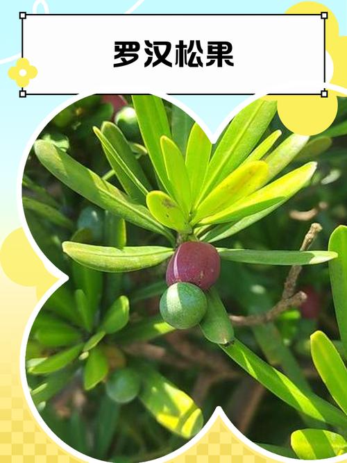 罗汉松结果品种有哪些?-图1 罗汉松结果品种有哪些?-图1