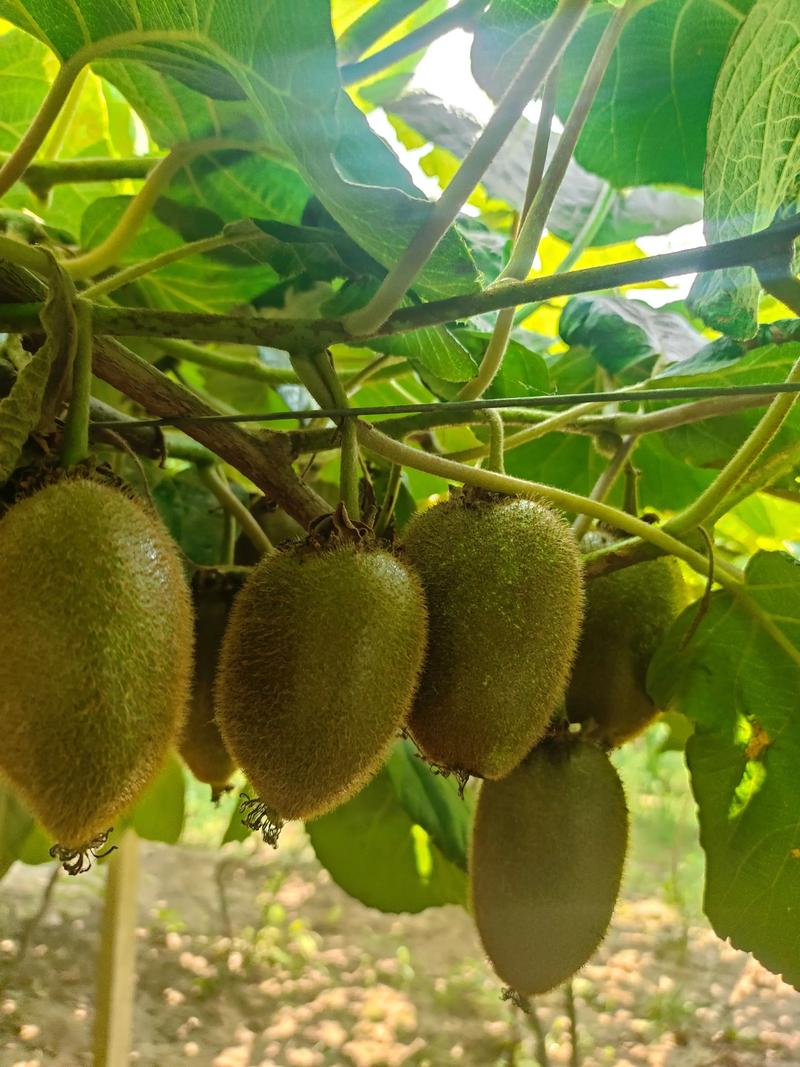 哪种猕猴桃品种最具市场前景?-图3 哪种猕猴桃品种最具市场前景?-图3