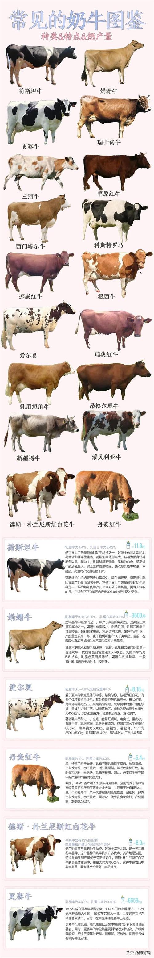 世界上最好的奶牛品种是哪个?-图2 世界上最好的奶牛品种是哪个?-图2