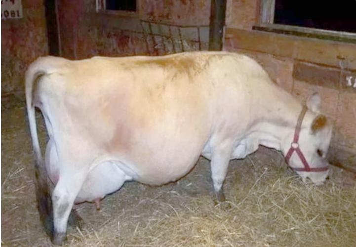 世界上最好的奶牛品种是哪个?-图1 世界上最好的奶牛品种是哪个?-图1