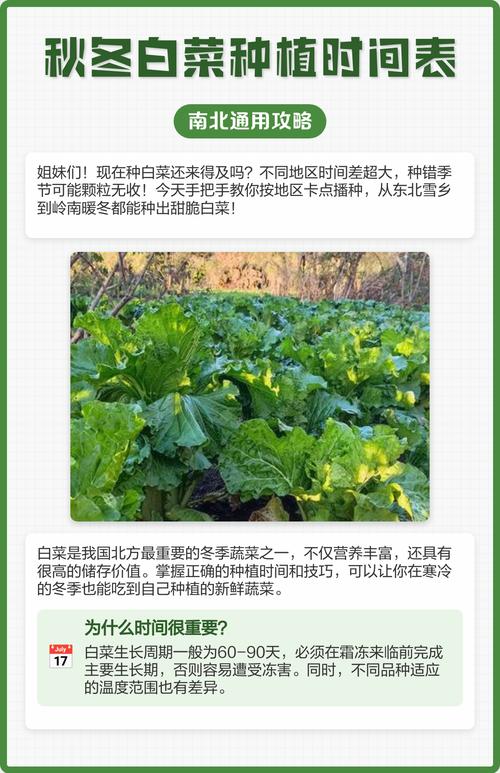 北方白菜何时种?关键技术有哪些?-图1 北方白菜何时种?关键技术有哪些?-图1
