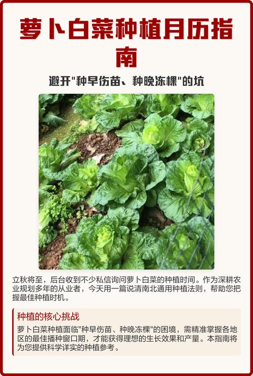 北方白菜何时种?关键技术有哪些?-图2 北方白菜何时种?关键技术有哪些?-图2