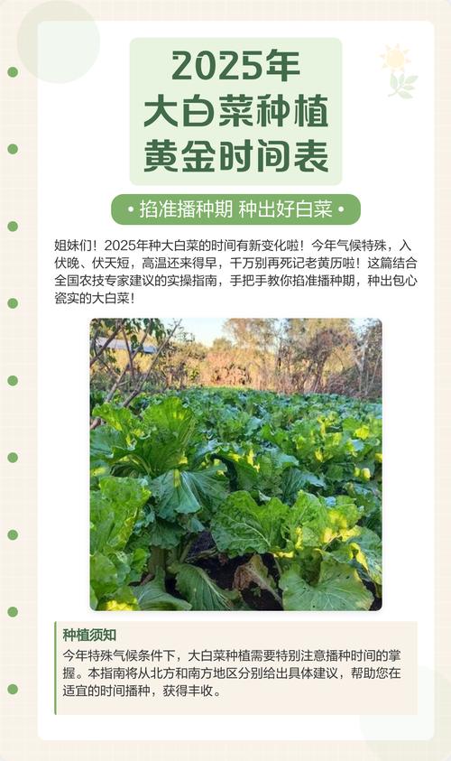 北方白菜何时种?关键技术有哪些?-图3 北方白菜何时种?关键技术有哪些?-图3