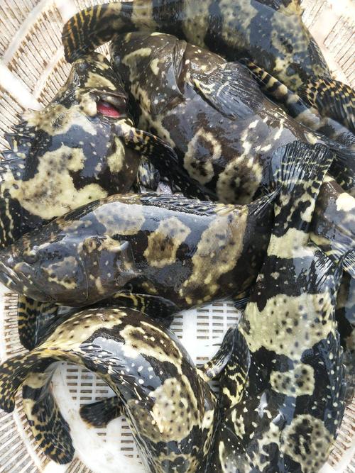 珍珠龙胆鱼如何高效养殖?-图1 珍珠龙胆鱼如何高效养殖?-图1