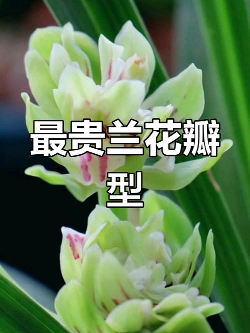 兰花草最贵品种是哪一种?-图2 兰花草最贵品种是哪一种?-图2