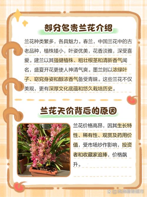 兰花草最贵品种是哪一种?-图1 兰花草最贵品种是哪一种?-图1
