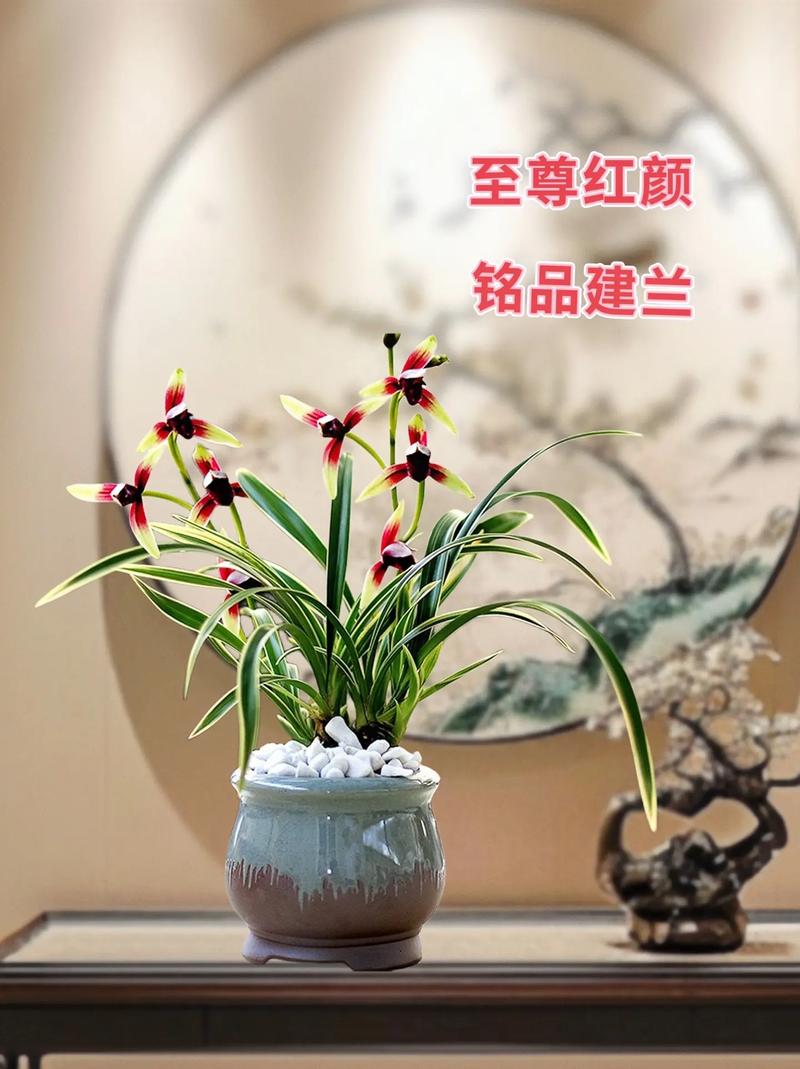 兰花草最贵品种是哪一种?-图3 兰花草最贵品种是哪一种?-图3