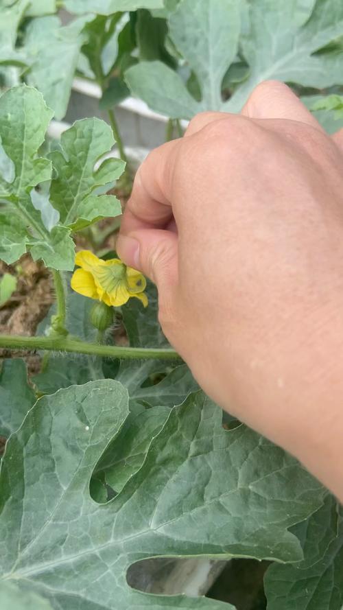 西瓜授粉后结果期如何精细管理?-图1 西瓜授粉后结果期如何精细管理?-图1