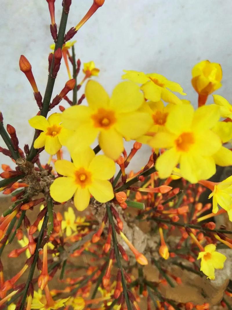 迎春花品种有哪些?附图片对比?-图2 迎春花品种有哪些?附图片对比?-图2