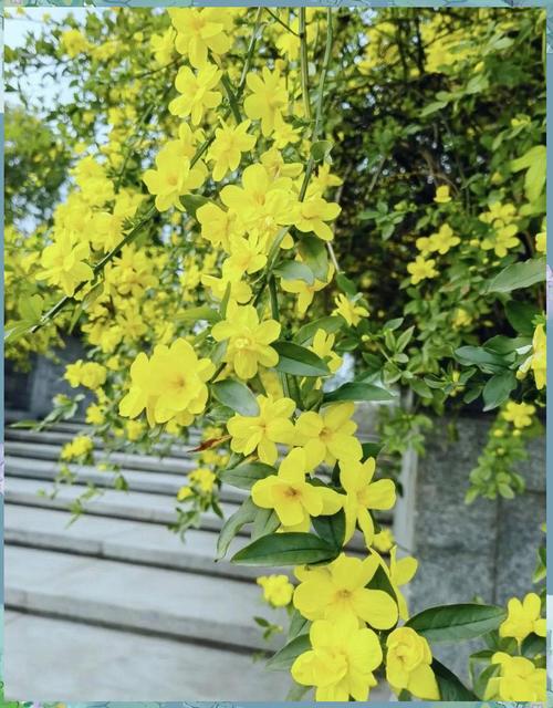 迎春花品种有哪些?附图片对比?-图3 迎春花品种有哪些?附图片对比?-图3