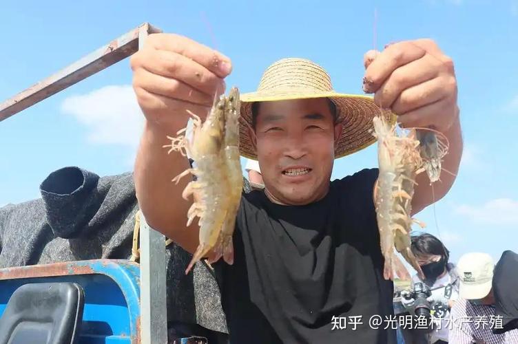 南美白虾育苗养殖技术关键点有哪些?-图2 南美白虾育苗养殖技术关键点有哪些?-图2