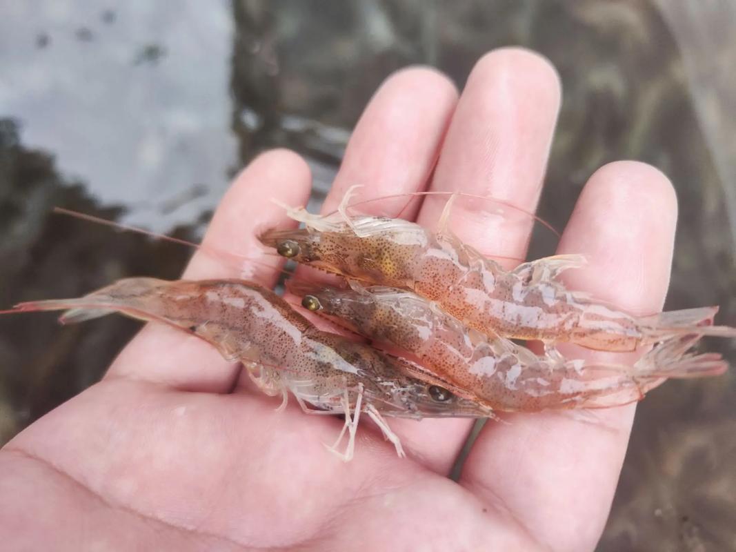 南美白虾育苗养殖技术关键点有哪些?-图3 南美白虾育苗养殖技术关键点有哪些?-图3
