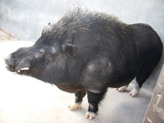 耳朵小的猪是什么品种?-图2 耳朵小的猪是什么品种?-图2