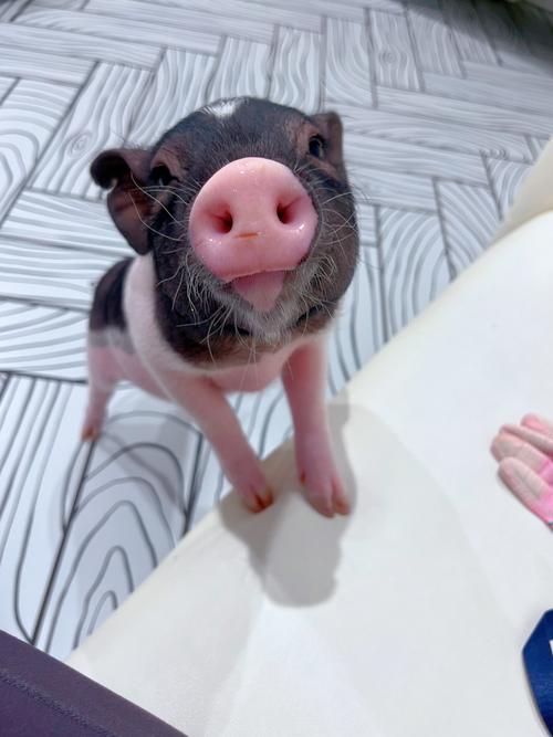 耳朵小的猪是什么品种?-图1 耳朵小的猪是什么品种?-图1