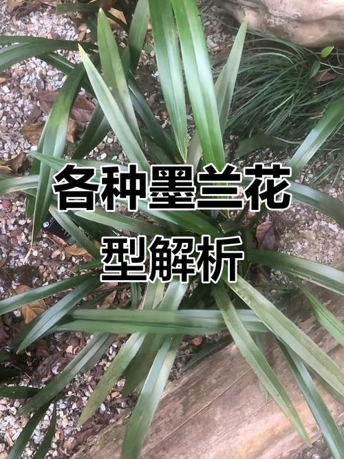 墨兰有哪些常见品种?-图1 墨兰有哪些常见品种?-图1