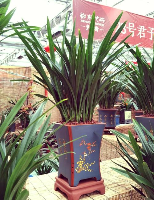 墨兰有哪些常见品种?-图2 墨兰有哪些常见品种?-图2