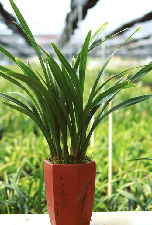 墨兰有哪些常见品种?-图3 墨兰有哪些常见品种?-图3