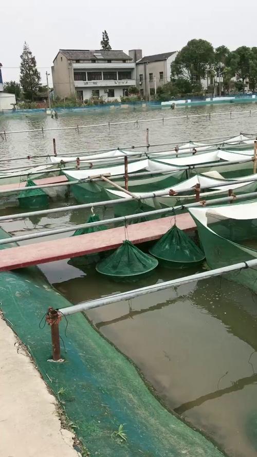 池养毛蟹技术要点有哪些?-图1 池养毛蟹技术要点有哪些?-图1