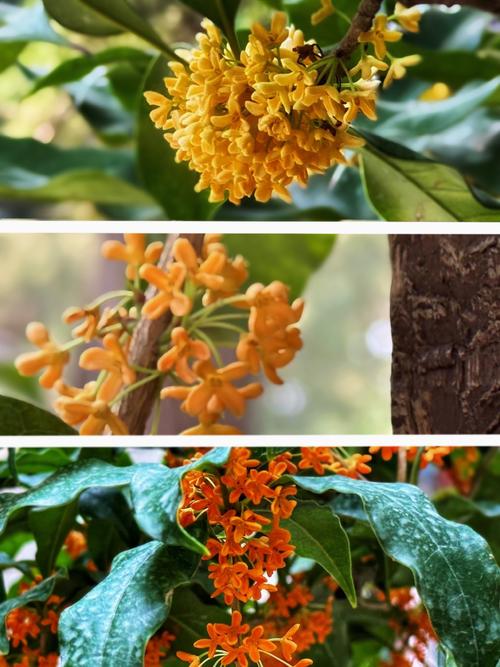 北京适合栽种哪些桂花品种？-图2