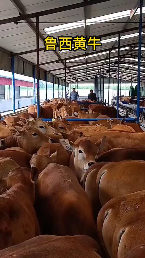 肉食牛养殖技术视频，新手如何快速掌握？-图3