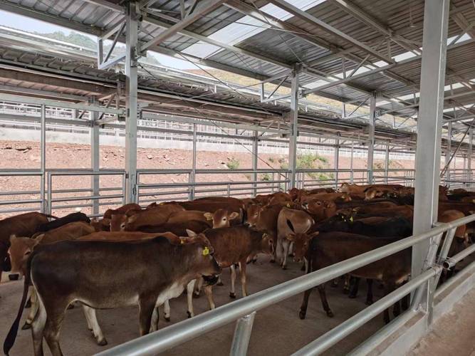 肉食牛养殖技术视频，新手如何快速掌握？-图2