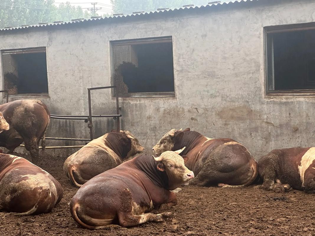 肉食牛养殖技术视频，新手如何快速掌握？-图1