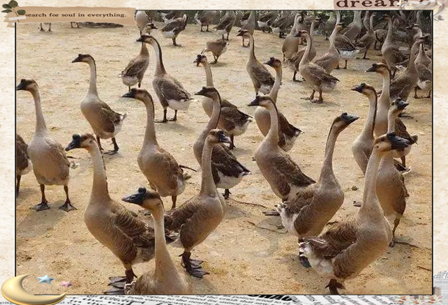 反季节鹅养殖技术视频有哪些要点?-图3 反季节鹅养殖技术视频有哪些要点?-图3