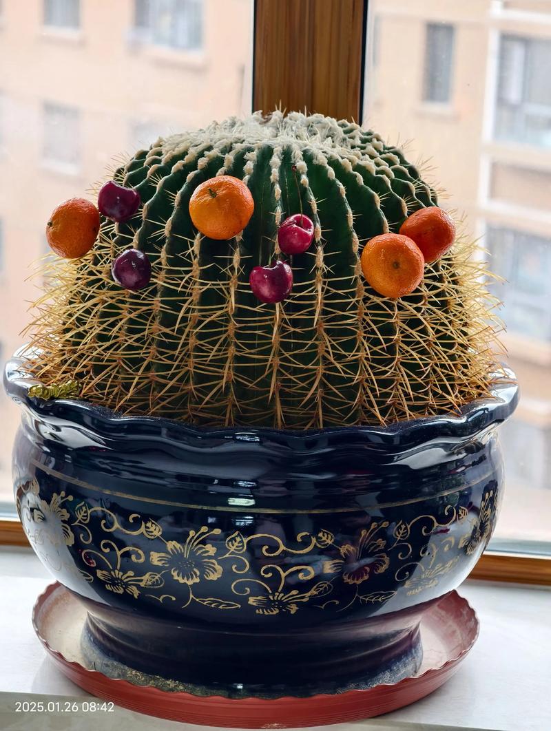 哪种仙人掌品种最好看?-图2 哪种仙人掌品种最好看?-图2