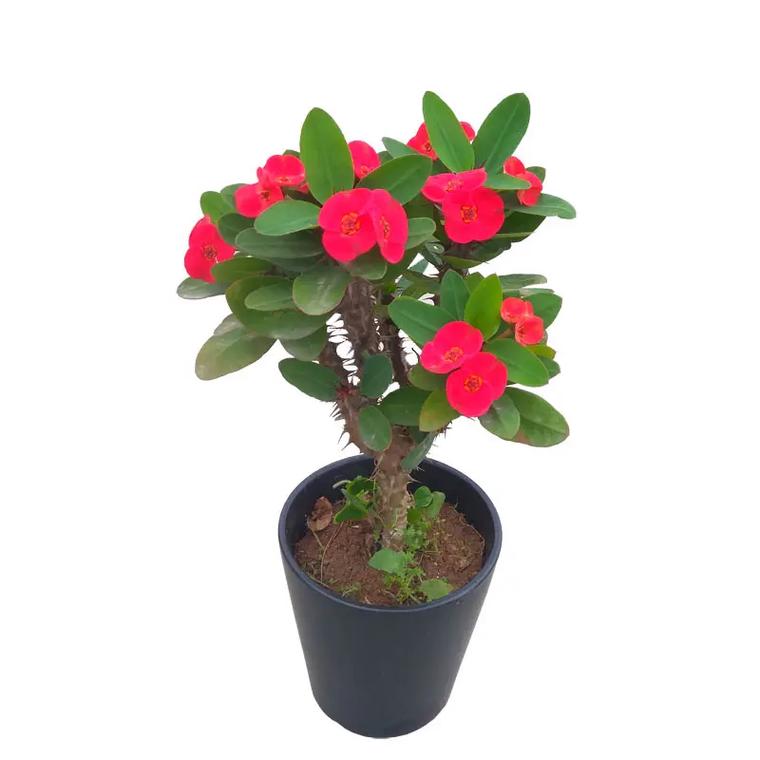 大叶虎刺梅品种到底有多少?-图1 大叶虎刺梅品种到底有多少?-图1