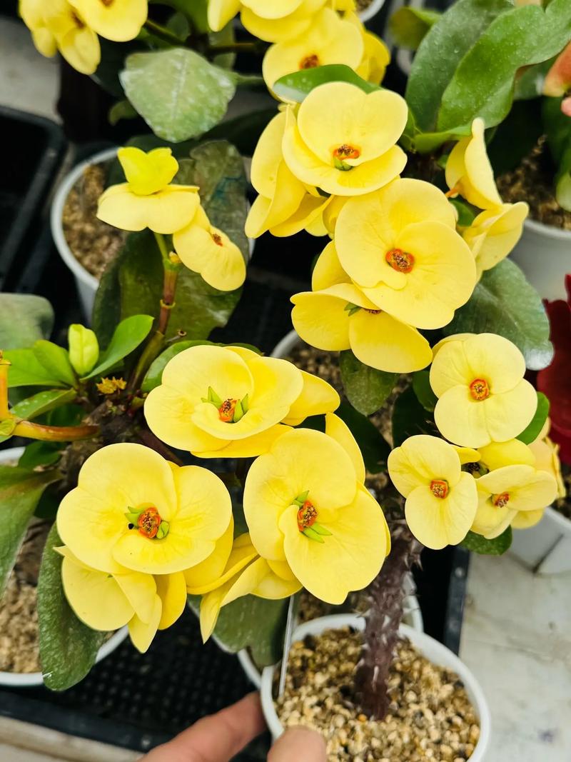 大叶虎刺梅品种到底有多少？-图3