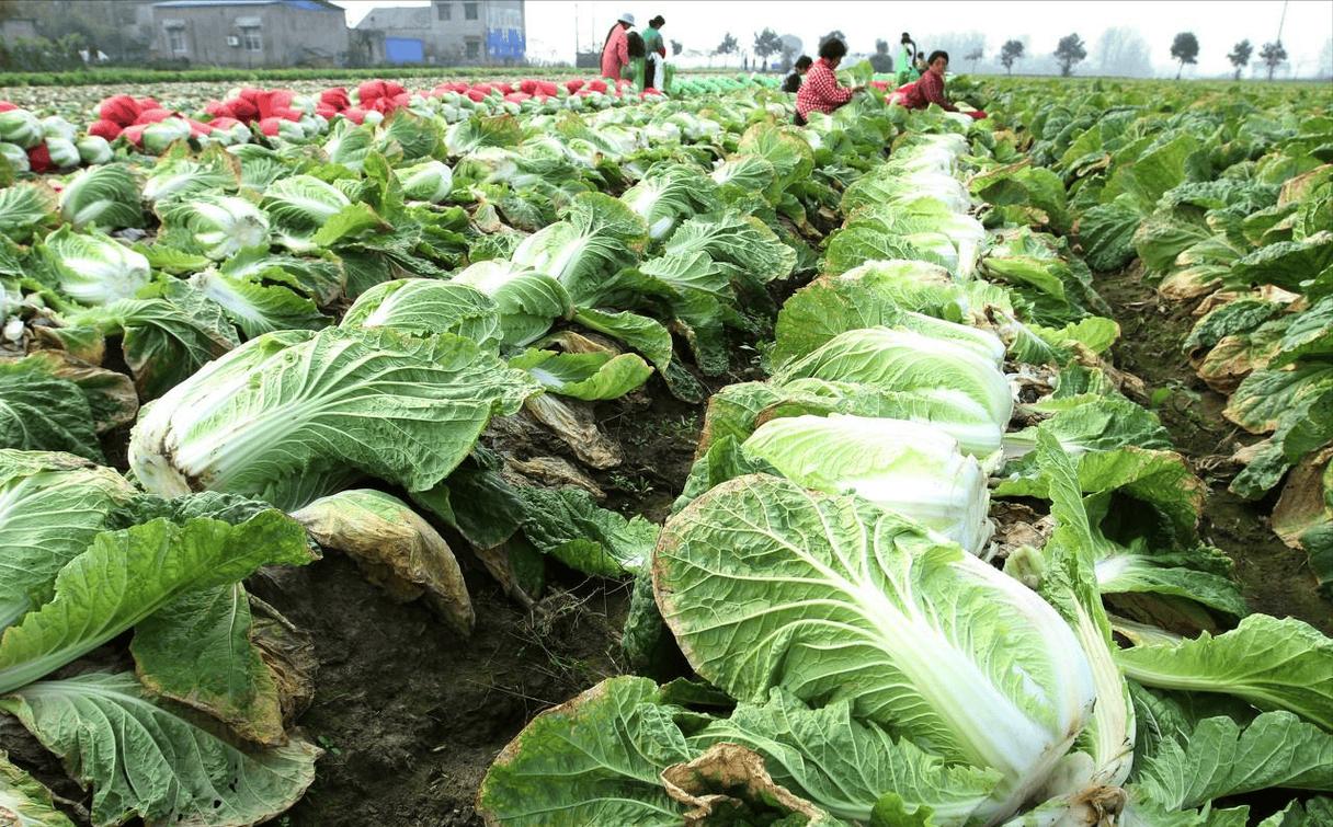 春季白菜种植视频有哪些关键技巧?-图1 春季白菜种植视频有哪些关键技巧?-图1