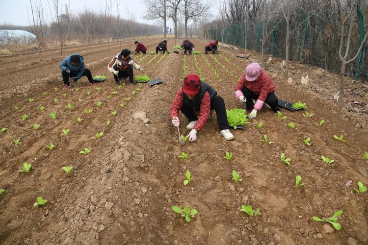 春季白菜种植视频有哪些关键技巧?-图3 春季白菜种植视频有哪些关键技巧?-图3
