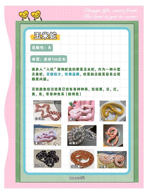 新手养蛇选哪些无毒品种？-图3