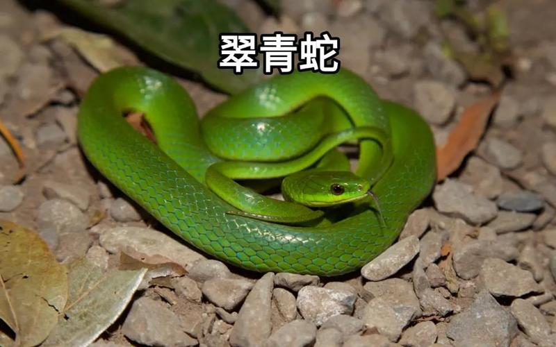 新手养蛇选哪些无毒品种？-图1