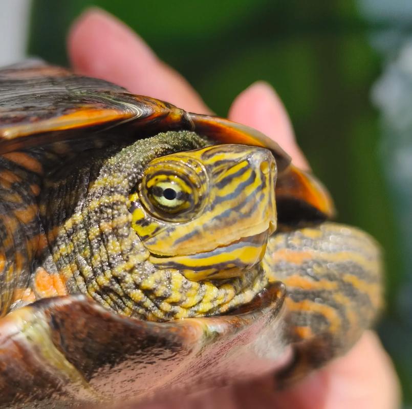 2025年石龟最新价格是多少?-图3 2025年石龟最新价格是多少?-图3