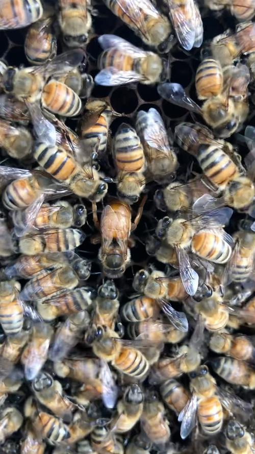 现在养意蜂选什么品种好?-图1 现在养意蜂选什么品种好?-图1