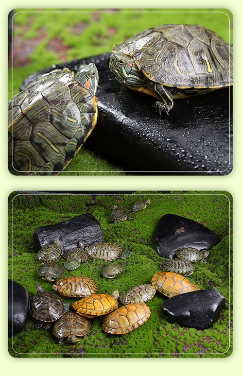 哪些水龟适合池塘养殖?-图1 哪些水龟适合池塘养殖?-图1