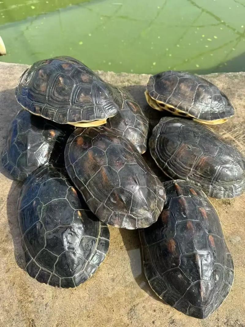 哪些水龟适合池塘养殖?-图2 哪些水龟适合池塘养殖?-图2